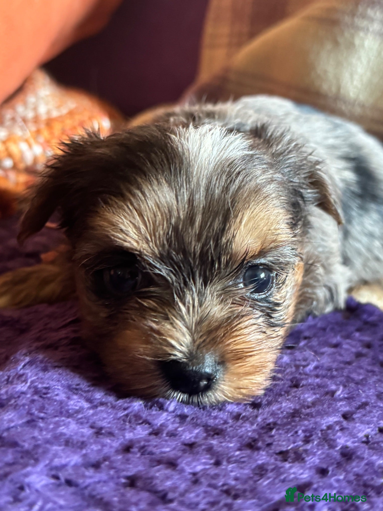 Yorkshire Terrier dogs Super Health tested Ocean Pearl /coloured Yorkies  - Advert 1