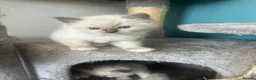 Ragdoll cats for sale: Beautiful Ragdoll Kittens  - Advert 35