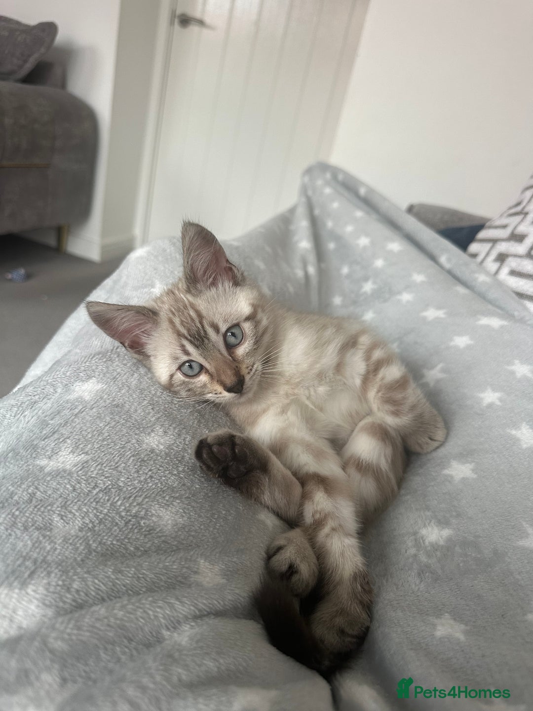 Bengal cats for sale: Snow Bengal kitten  - Advert 3