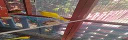 Parakeets birds for sale: Stunning Yellow male Kakariki - Advert 3