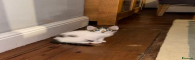 Astro