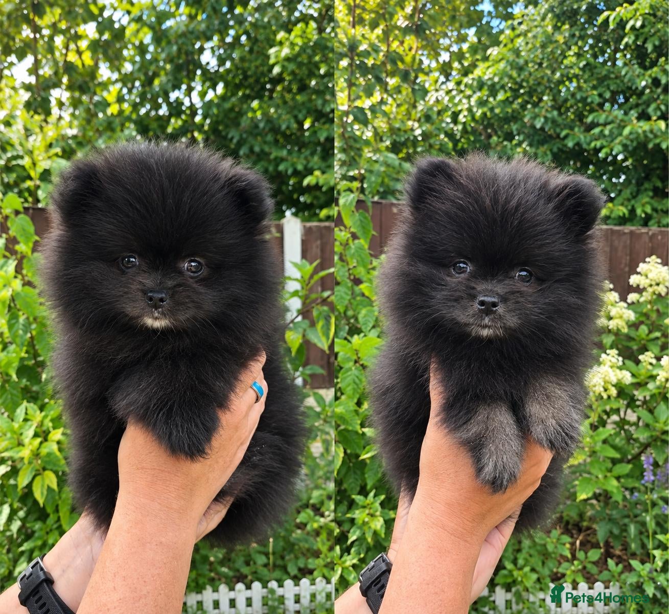 Pomeranian dogs Beautiful Black Pomeranian looking for Loving Home - Advert 10