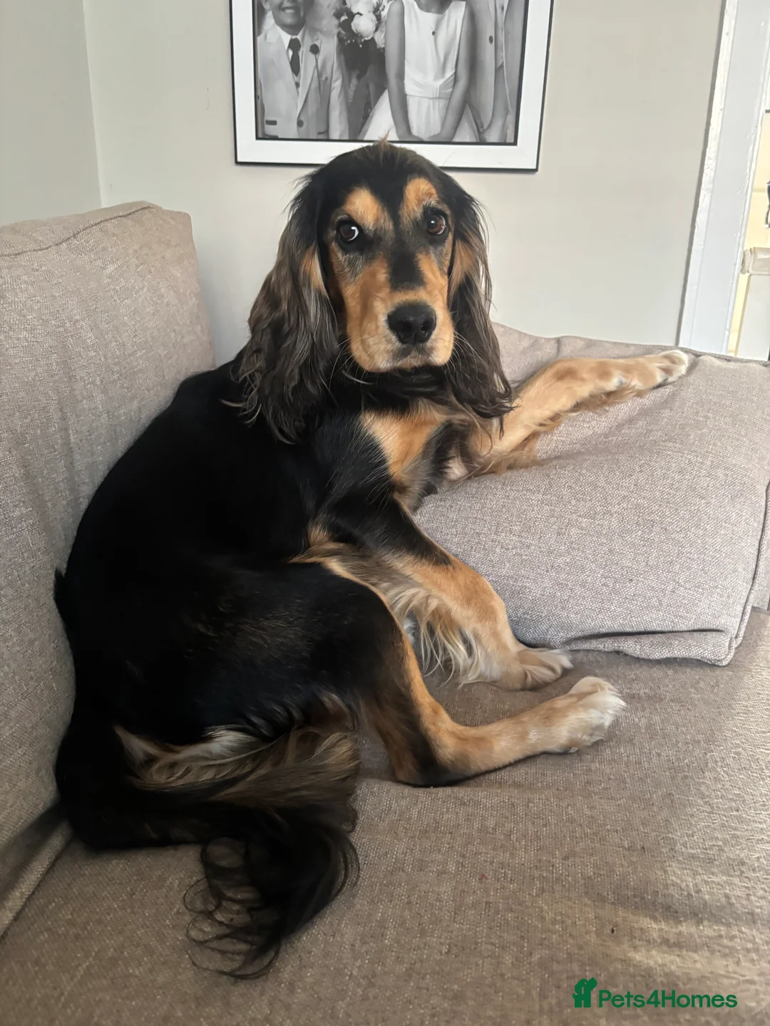 Cockerdor dogs for sale: Hector 2 year old Cockerdor  - Advert 6