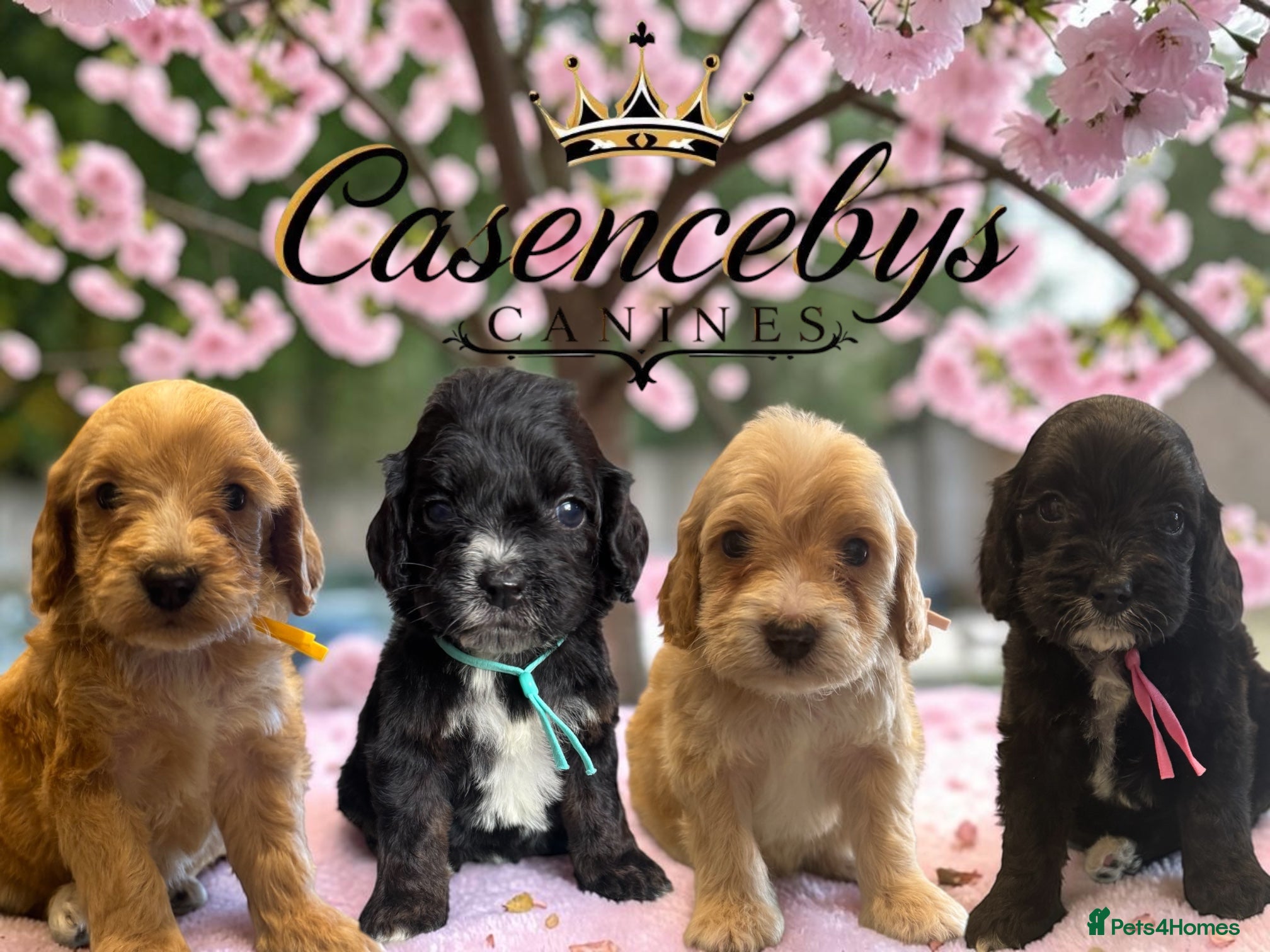 Cockapoo dogs Beautiful DNA clear F1 cockapoos pups - Advert 1