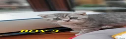 British Shorthair cats for sale: kittens looking for forever family  - Advert 33