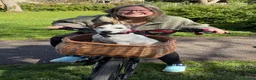 Jack Russell dogs for sale: Bruce - jack Russell  - Advert 5