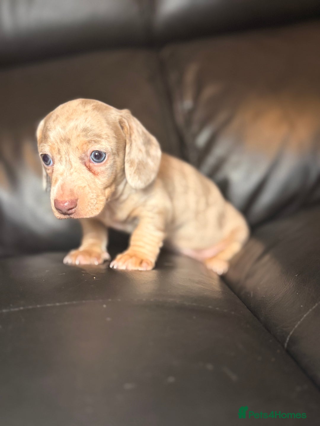 Miniature Dachshund dogs for sale: Beautiful mini dachshund  - Image 3