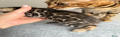 Bengal 2