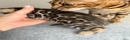Bengal cats for sale: Beautiful Bengal Kittens Available for Reservation - Advert 2