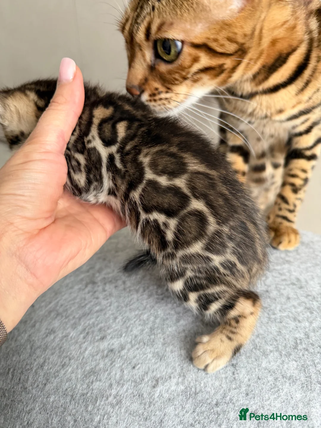 Bengal cats for sale: Beautiful Bengal Kittens Available for Reservation - Advert 2