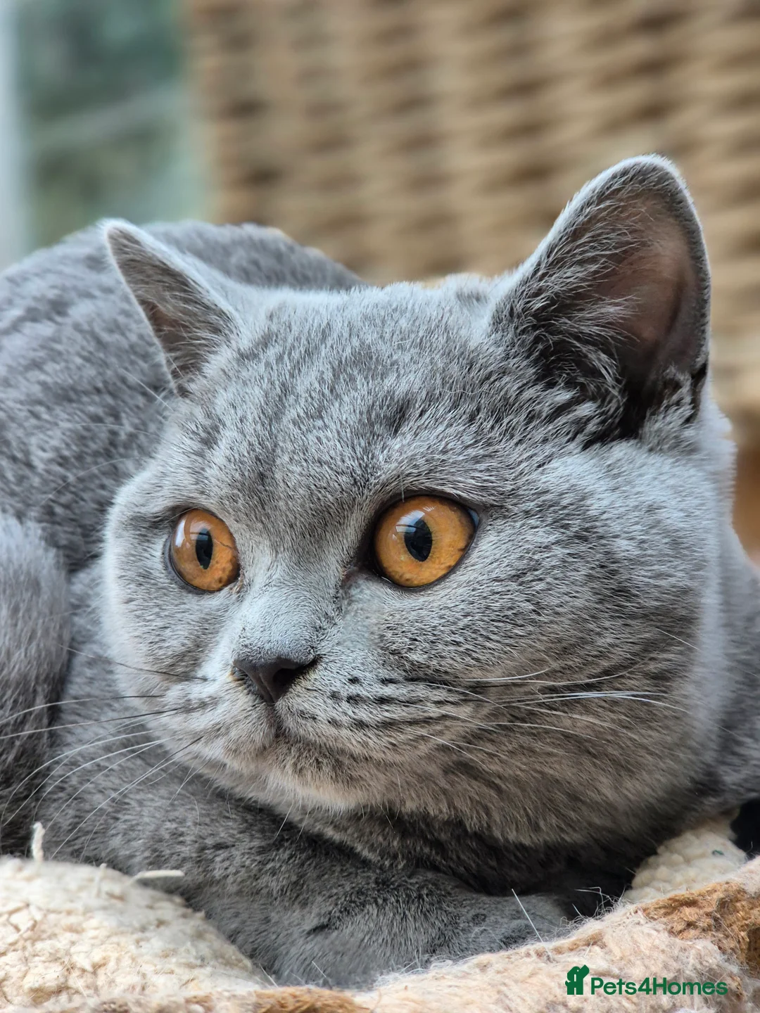 British Shorthair cats for sale: Stunning BSH kitten GCCF Reg Champion sired - Advert 5