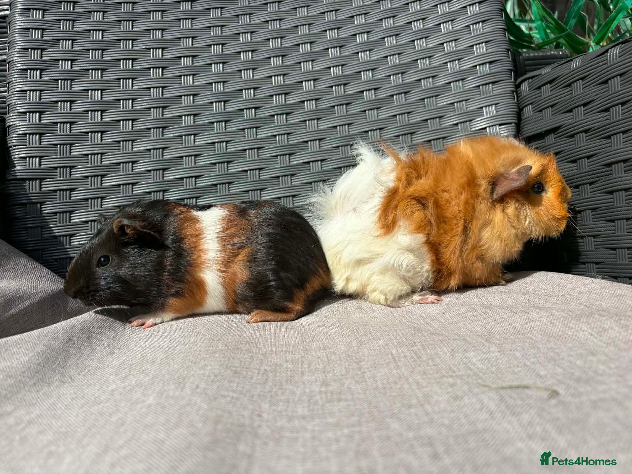 Guinea Pig rodents Sows  - Advert 1