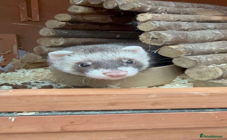 Ferret rodents - Advert 7