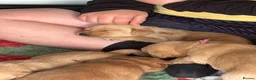 Labrador Retriever dogs for sale: One puppy left!! Health tested Labs-Yellow/Fox Red - Advert 8