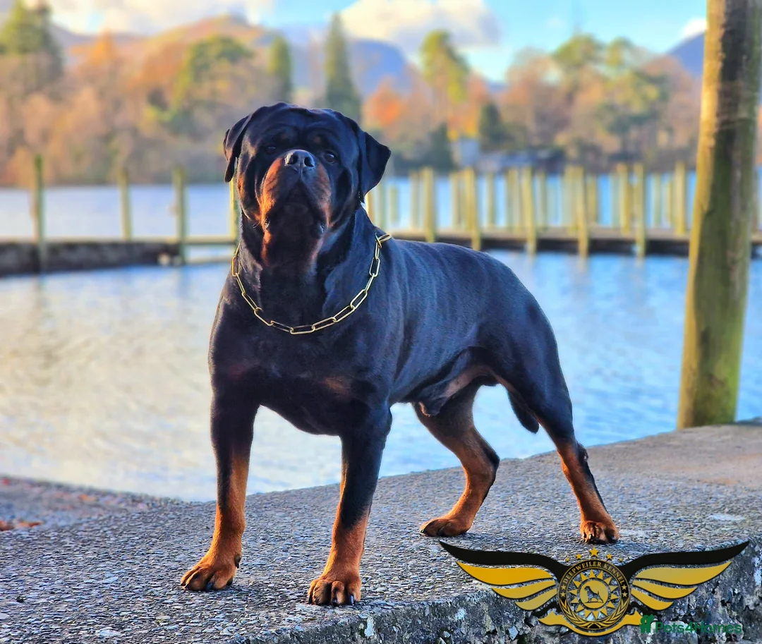 Rottweiler dogs for stud: Rottweiler import Stud (BIG DADDY BRUNO) in Liverpool - Advert 2