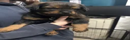 Mixed Breed dogs for sale: German Shepherd husky mix Rottweiler - Advert 6