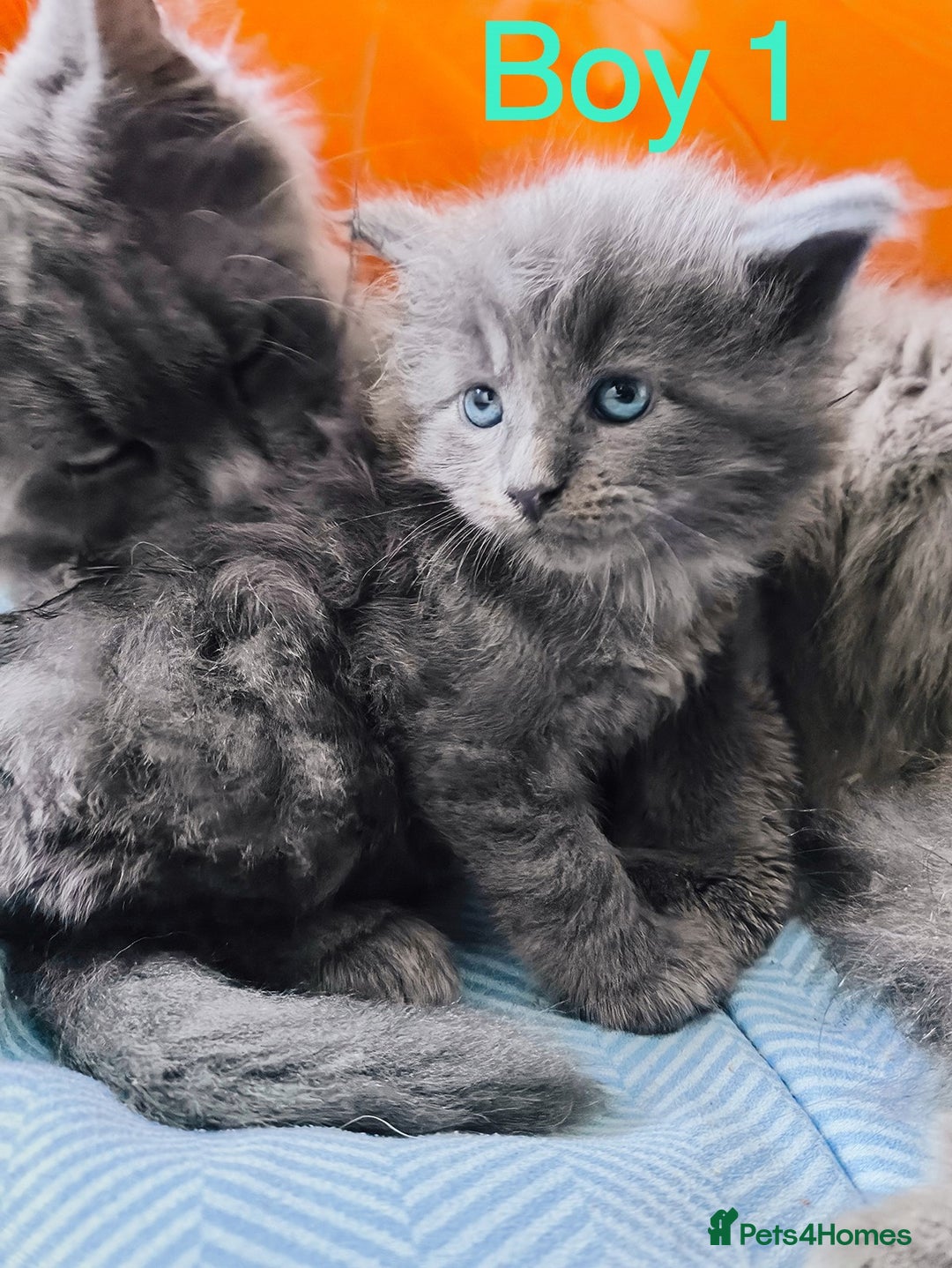 Maine Coon cats for sale: Blue Maine coon kittens + DNA health tested  - Advert 10
