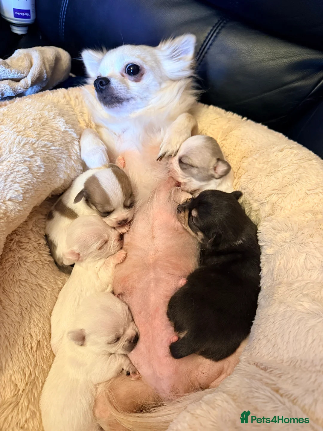 Pomchi dogs for sale: Pom Chi Puppies - Advert 1