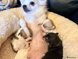 Pomchi dogs Pom Chi Puppies - Advert 1