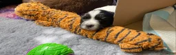 Mixed Breed dogs for sale: Australian Shepherd x Springer Spaniel Puppies in Malmesbury - Advert 5