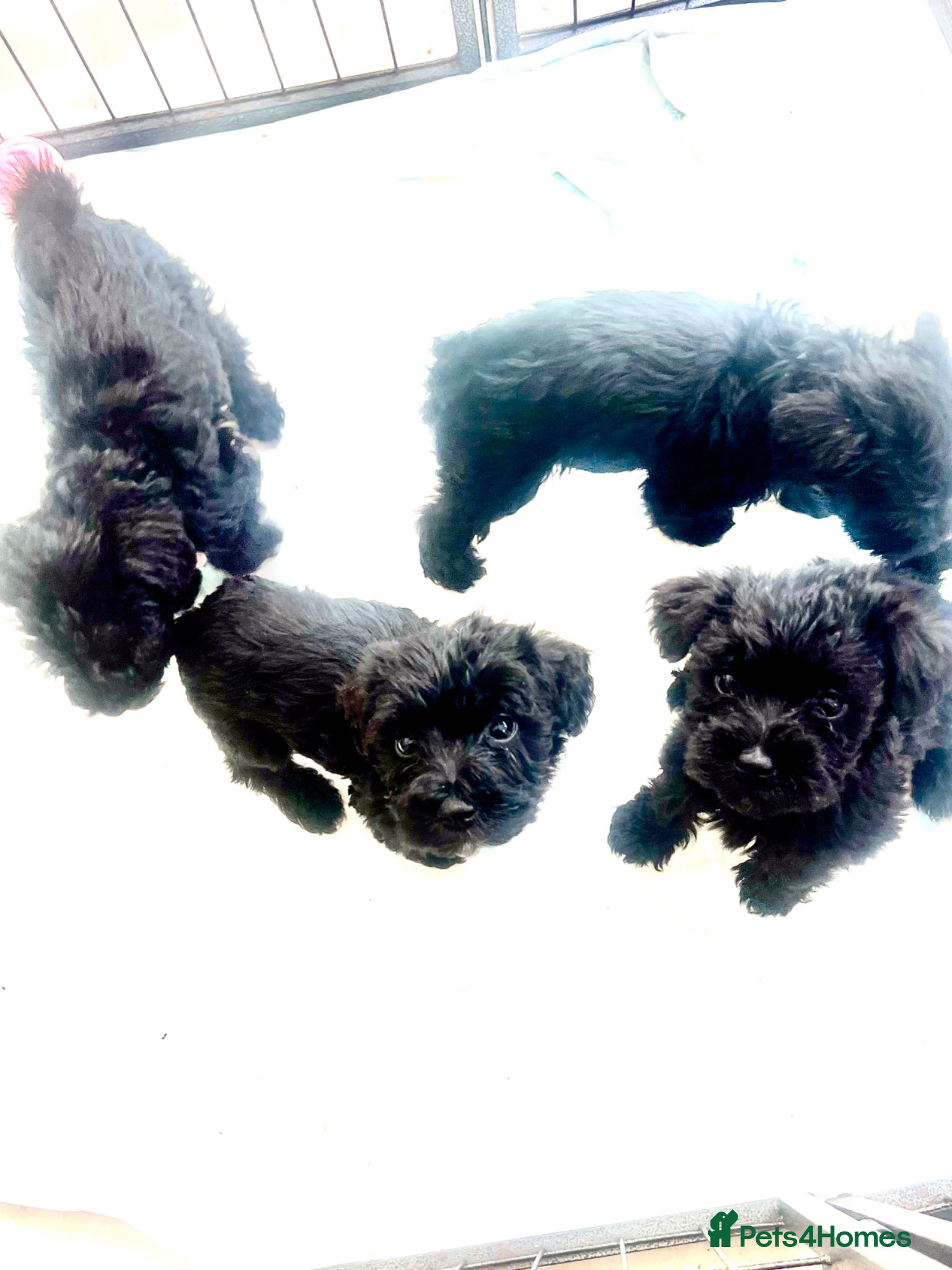 Mixed Breed dogs 🐾🐶Adorable Cavaschnauzer Pups 🐶🐾 - Advert 5