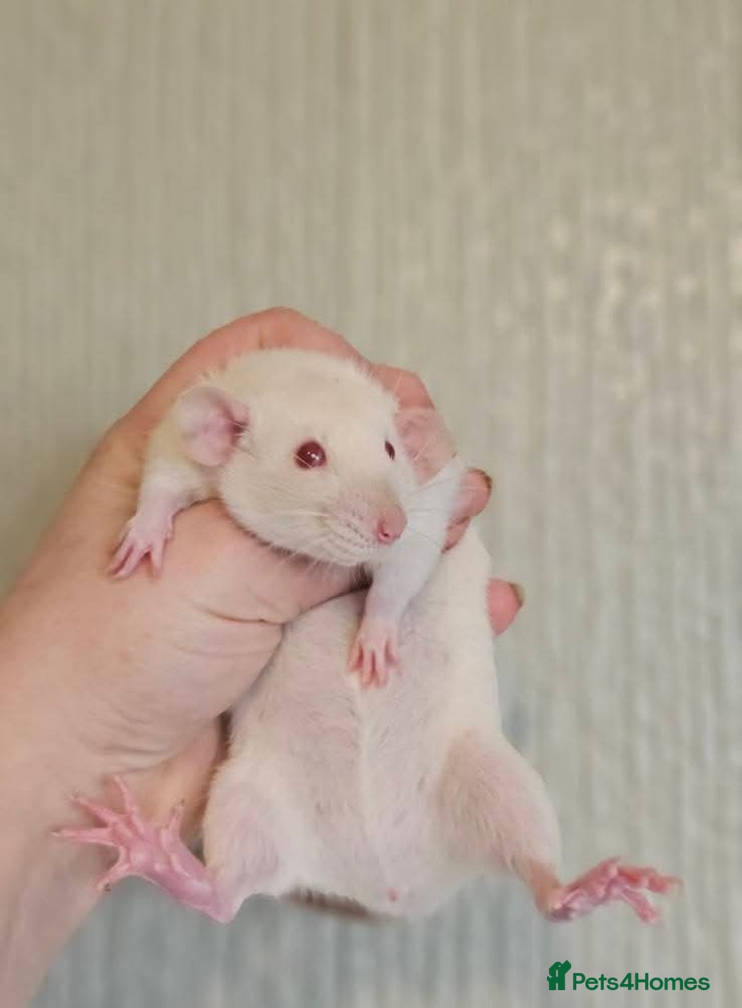 Rat rodents for sale: Deansfield Rattery - Rex, Dumbo, Double Rex - Advert 2