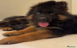 German Shepherd dogs for sale: Purebred German Shepherd Puppies for Sale 🐾 - Image 4