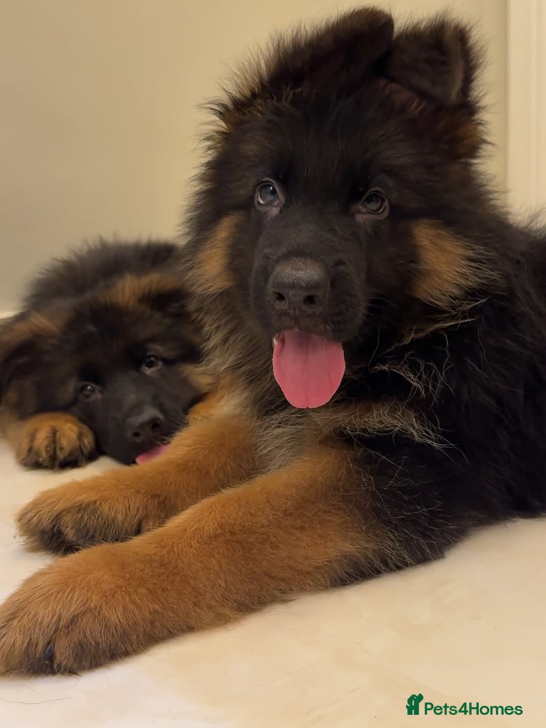 German Shepherd dogs for sale: Purebred German Shepherd Puppies for Sale 🐾 - Image 4