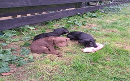 Patterdale Terrier dogs for sale: 4 Lovely Patterdale Puppies - Image 4