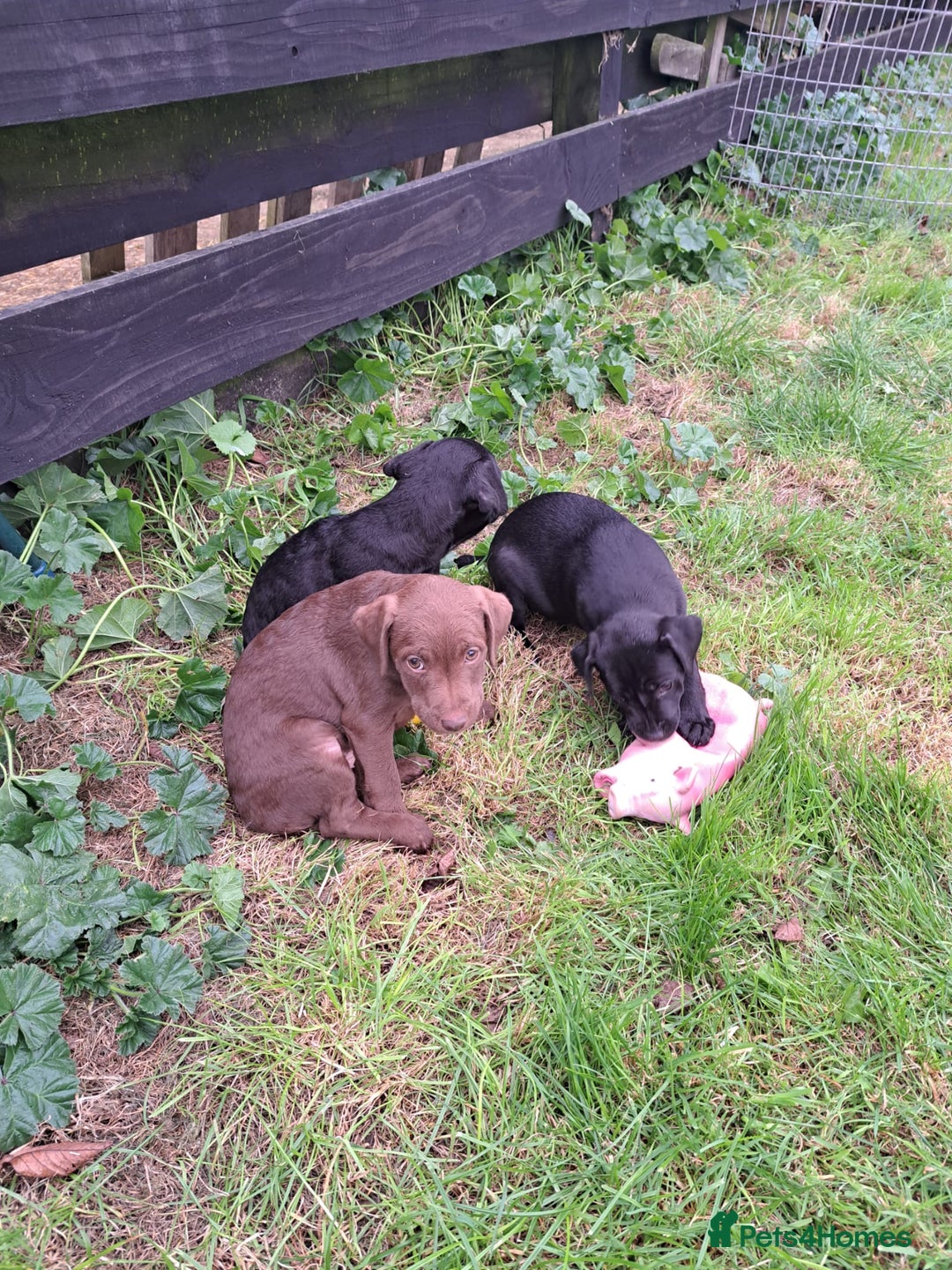 Patterdale Terrier dogs for sale: 4 Lovely Patterdale Puppies - Image 4