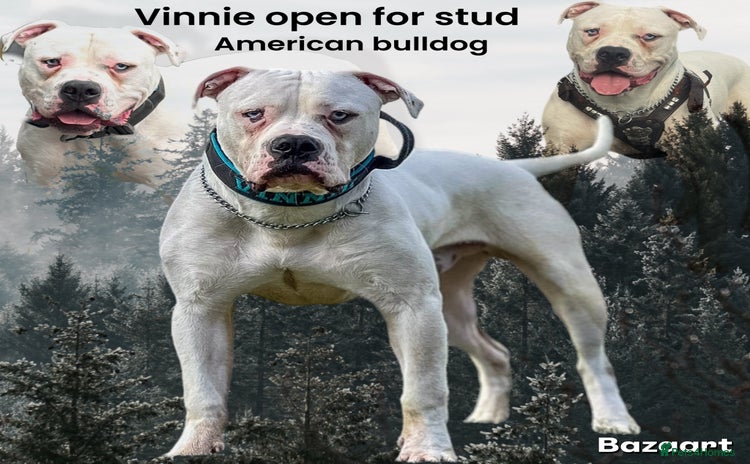 American Bulldog dogs - Advert 1