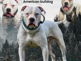 American Bulldog dogs - Advert 2