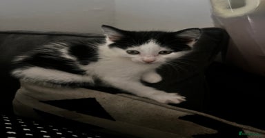 Mixed Breed cats - Advert 5