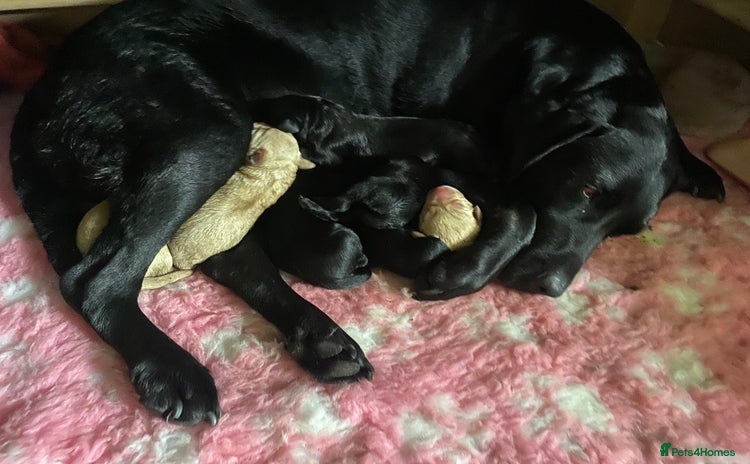Labrador Retriever dogs - Advert 9