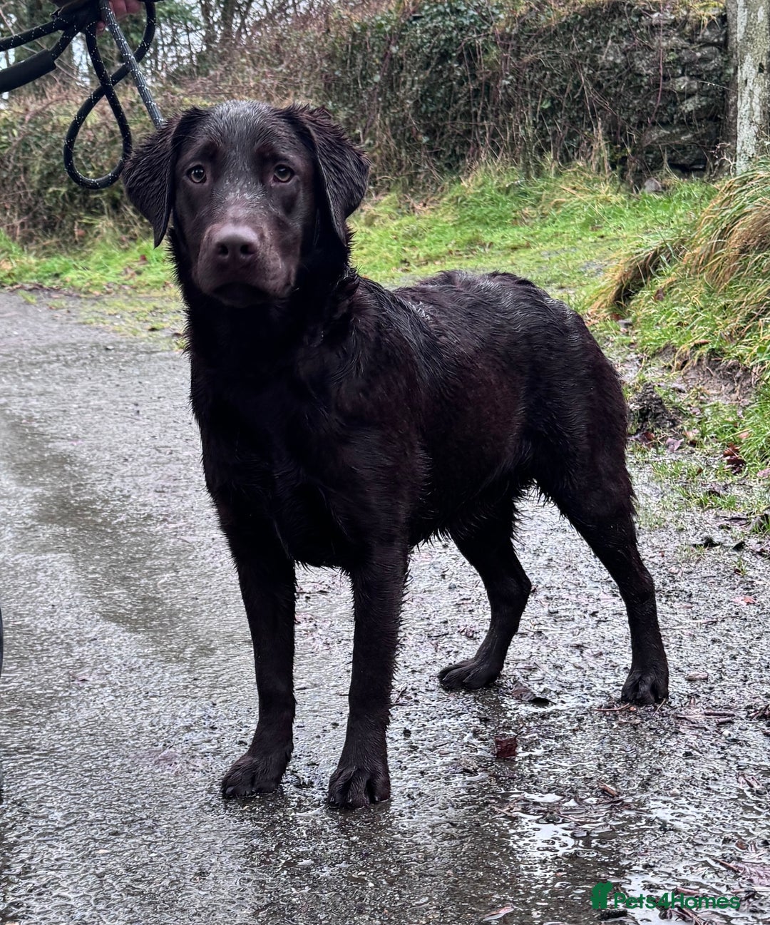 Labrador Retriever dogs for sale: KC Registered Chocolate Labrador Bitch - Advert 2