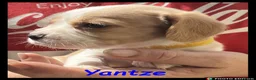 Beaglier dogs for sale: Beautiful Beaglier Bundles 🌸 - Advert 33
