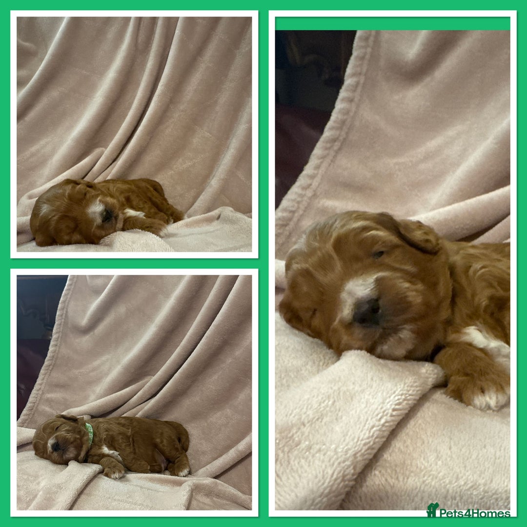 Goldendoodle dogs for sale: Beautiful Mini F1b goldendoodles family raised  - Advert 2