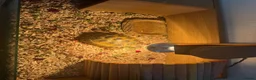 Tortoise reptiles for sale: Horsefield tortoise in Chesterfield - Advert 2