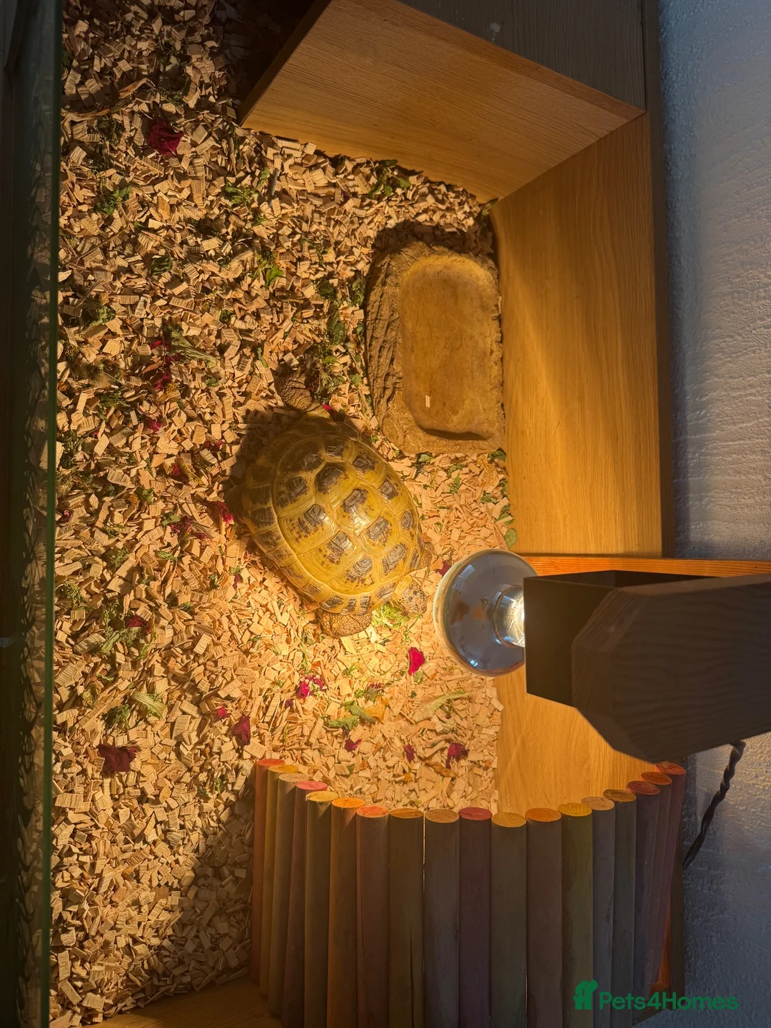 Tortoise reptiles for sale: Horsefield tortoise in Chesterfield - Advert 2