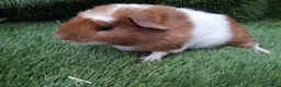 Guinea Pig rodents for sale: Abyssinian boys and pet boys  - Advert 13