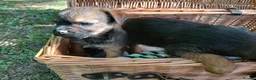 Border Terrier dogs for sale: Border terrier puppies  in Maidstone - Advert 14