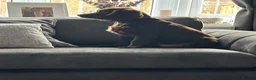 Cocker Spaniel dogs for sale: MeetMilo  - Advert 22