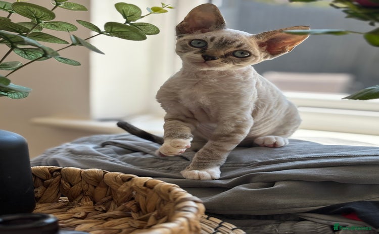 Devon Rex cats - Advert 2