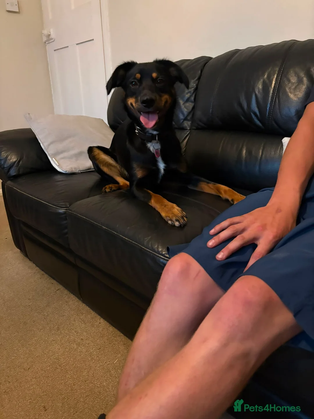 Smooth Collie dogs for sale: 10 month old collie cross bitch  in Minehead - Advert 2