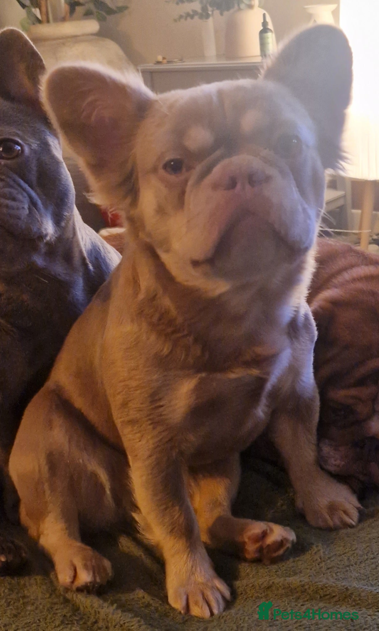 French Bulldog dogs Fluffy French Bulldogs  - Advert 2