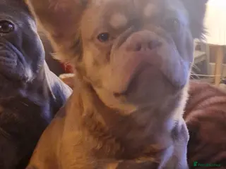 French Bulldog dogs Fluffy French Bulldogs - Advert 1