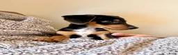 Dachshund dogs for sale: Dachshund puppy 12 weeks old  in Camberley - Advert 3