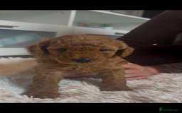 Labradoodle dogs for sale: 🐾AVAILABLE TO VIEW! - Fox Red Labradoodle Pups 🐾 - Image 8