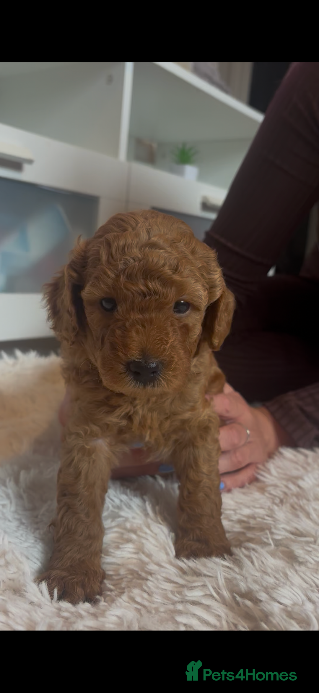 Labradoodle dogs for sale: 🐾AVAILABLE TO VIEW! - Fox Red Labradoodle Pups 🐾 - Image 8