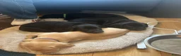 Labrador Retriever dogs for sale: Black & Fox Red KC Labrador Puppies - Advert 6